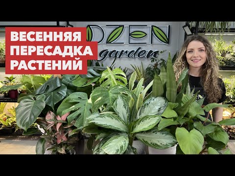 Видео: Пересадка комнатных растений и цветов » Март 2025