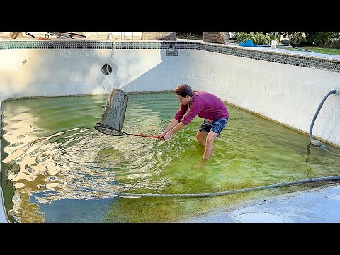 Видео: Мой бассейн кишит тысячами смертельно опасных инвазивных видов!