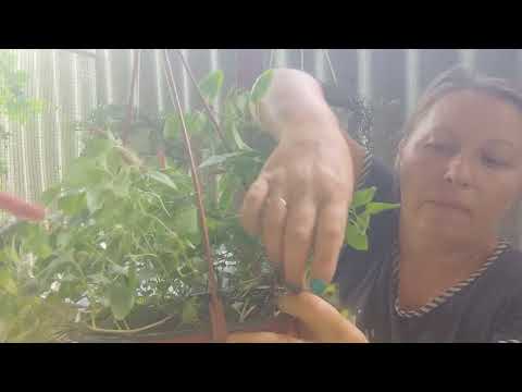 Видео: акалифа (лисохвост) черенкую🤪