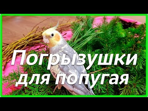 Видео: ПОГРЫЗУШКИ ДЛЯ ПОПУГАЯ. Как давать ветки и хвою попугаю? | Рокки Life