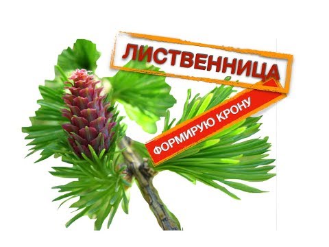 Видео: Лиственница. Формирую крону. Часть 1