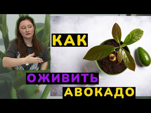 Видео: КАК ОЖИВИТЬ АВОКАДО? Если листья сухие...