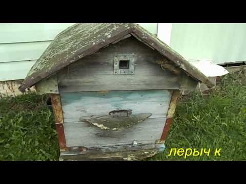 Видео: Улей. Увидеть и потрогать.