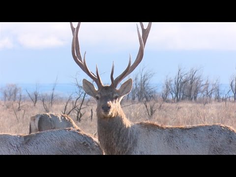 Видео: Заповедники Казахстана. Хангулы