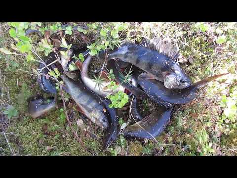 Видео: Великолепная рыбалка на Кольском полуострове 35ч.  2023г.  оз. Ловозеро.