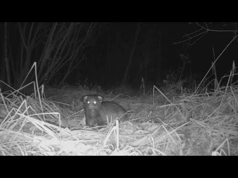 Видео: Начинаю охотничий сезон. \\Подготовка охоты на Барсука.