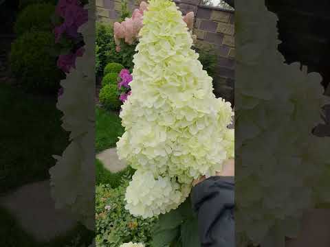 Видео: Обзор волотистих гортензій в моєму саду 24.08.2025р💛💙