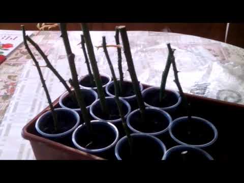 Видео: Метод "буррито" черенкования роз работает прекрасно