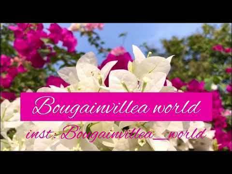 Видео: Как и куда пересадить бугенвиллию?🌺