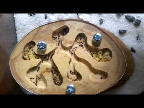 Видео: Leptothorax acervorum. Новая колония!