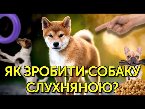 Видео: Важливі та корисні звички з перших днів для собаки в домі | Слухняна собака з перших днів