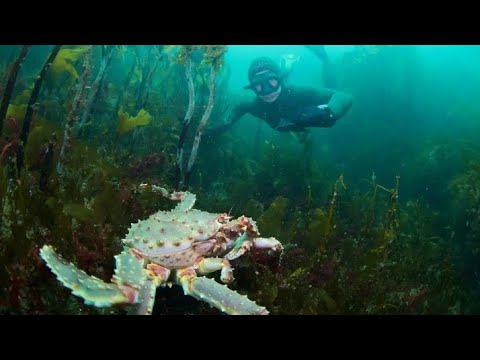 Видео: УДАЧНОЕ ПОГРУЖЕНИЕ ЗА ГРЕБЕШКОМ. ФРИДАЙВИНГ В БАРЕНЦЕВОМ МОРЕ. "FREEDIVING IN THE BARENTS SEA".