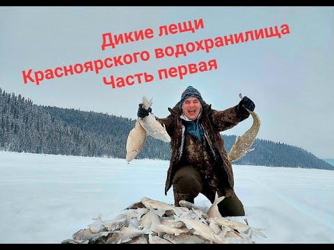 Видео: Дикие лещи Красноярского водохранилища / Голодные рыбы нападают...