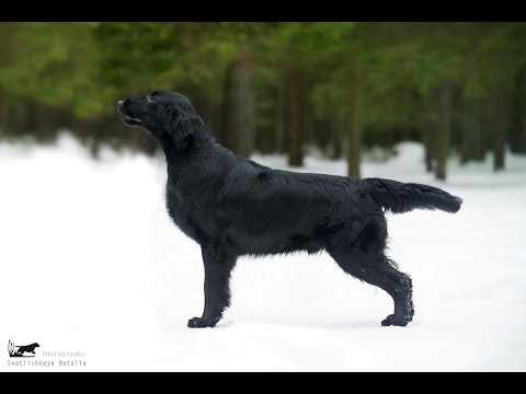 Видео: Экстерьер прямошерстного ретривера с позиции биомеханики и золотого сечения. Ерусалимский Е.Л.