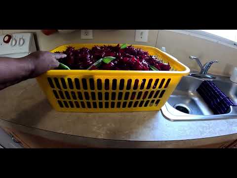 Видео: ГИДРОПРИМЕНЕНИЕ ВЫХОДИТ НА ОТКРЫТЫЙ ВОЗДУХ И СОБИРАЕТ УРОЖАЙ В ОСЕННЕМ САДУ