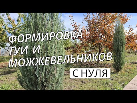 Видео: Что нужно делать чтобы Туи не ломались от снега