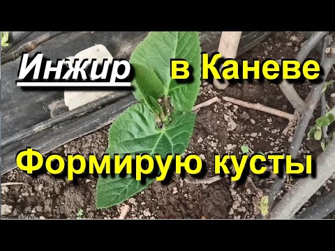 Видео: Инжир в Каневе. Формирую кусты. 2024 04 25