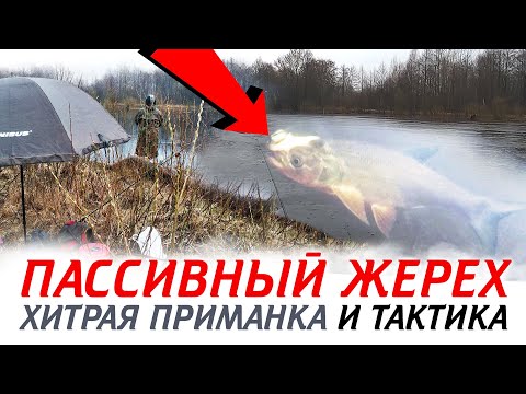Видео: Весенняя рыбалка на ПАССИВНОГО жереха