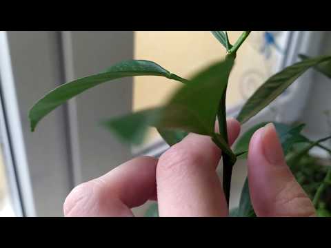 Видео: Формировка комнатного мандарина