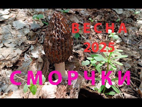 Видео: Грибы весна 2025. Сморчки, сморчковая шапочка не сдаются! 21 апрель