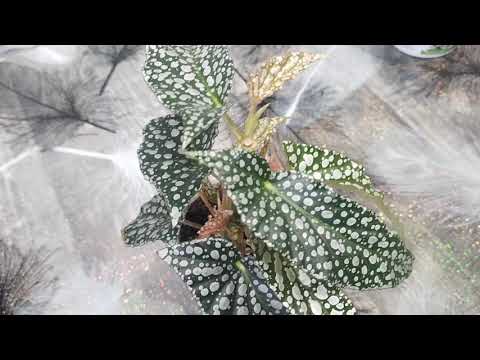 Видео: Моя коллекция Кейн бегоний 🫶🫶🫶