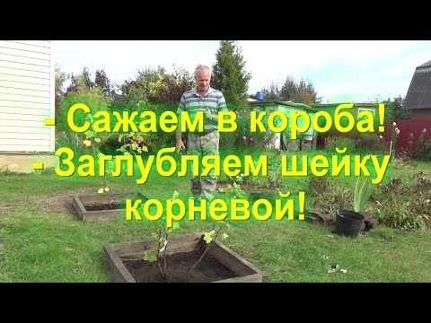 Видео: 91. Красная смородина - правильная посадка.