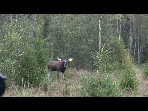 Видео: На лося на реву 2020 г. (Rufjagd auf Elchwild 2020)