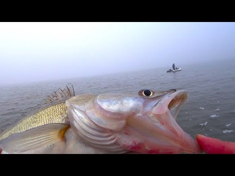 Видео: ЗУБАСТИКИ МОНСТРЫ... КАЖДЫЙ ЗАБРОС !!!! РЫБАЛКА НА СУДАКА ОСЕНЬЮ