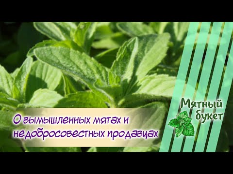Видео: О вымышленных мятах и недобросовестных продавцах