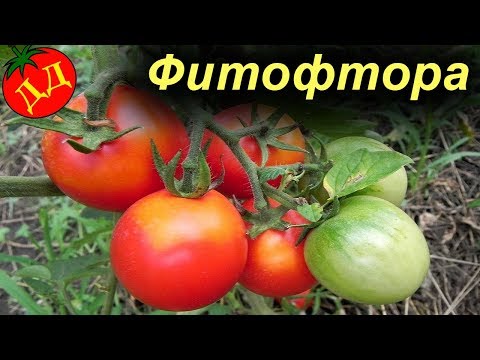 Видео: КАК ПОБЕДИТЬ ФИТОФТОРУ!