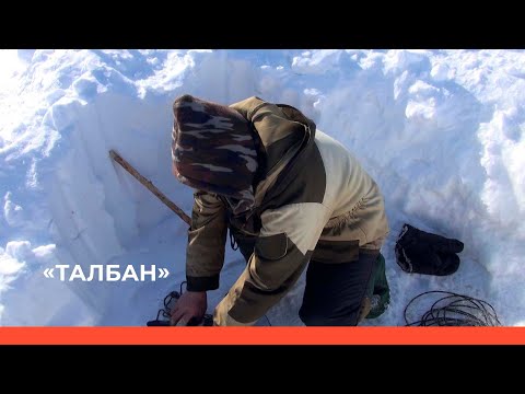 Видео: «Талбан»: Дьэһиэй сахаларыгар айан. 3-с чааһа (08.05.23)