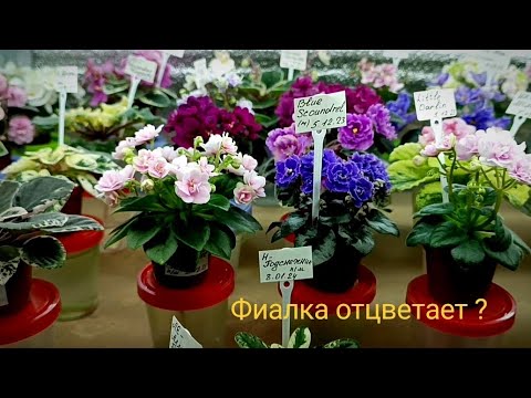 Видео: ФИАЛКА ОТЦВЕТАЕТ ? ЧТО НУЖНО ДЕЛАТЬ !