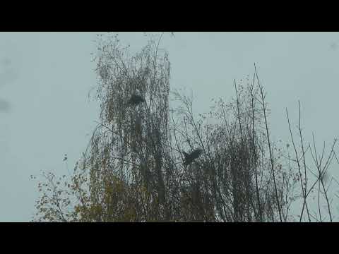 Видео: ноябрьский рейд 2