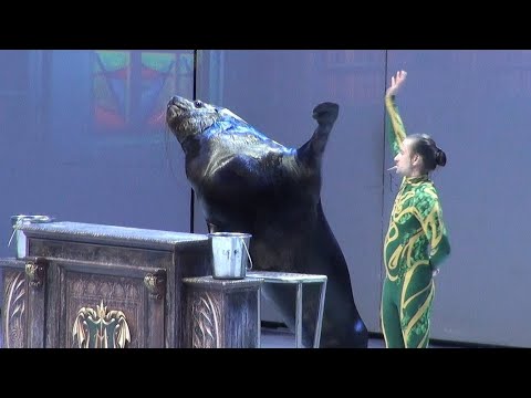Видео: 11/01/2025. Шоу "Кощей". Морской лев Рокки. Москвариум