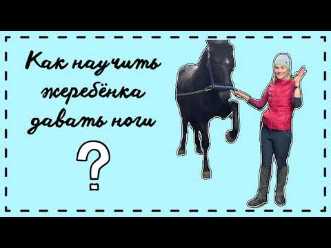 Видео: КАК НАУЧИТЬ ЖЕРЕБЁНКА ДАВАТЬ НОГИ