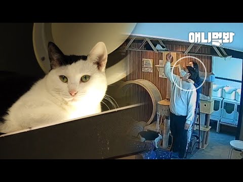 Видео: Лучшее, что случилось с бездомной кошкой, над которой издевались