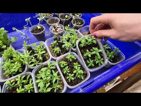 Видео: КАЛИБРАХОА УКОРЕНИЛАСЬ ПОРА ДЕЛАТЬ ПИКИРОВКУ