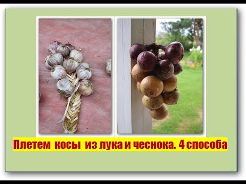 Видео: 124_Плетём косы из лука и чеснока. 4 способа