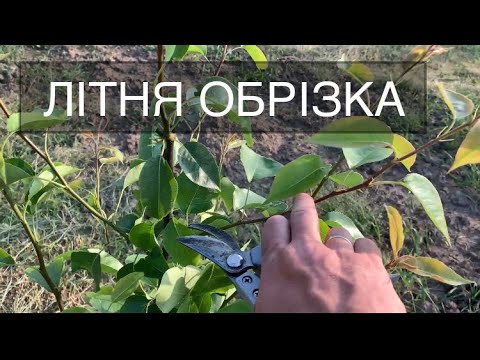 Видео: Як влітку обрізаю дерева в саду