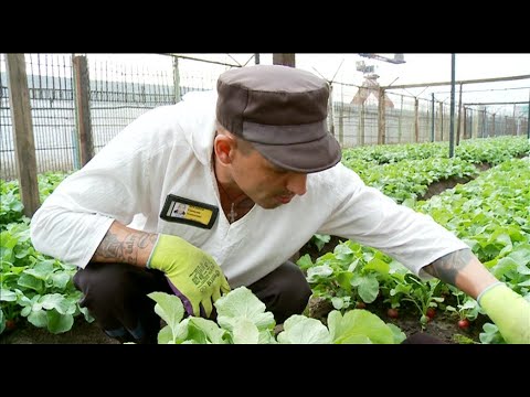 Видео: Урожай в колонии | Тюмень