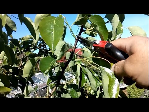 Видео: Летняя обрезка яблони и груши на плодоношение