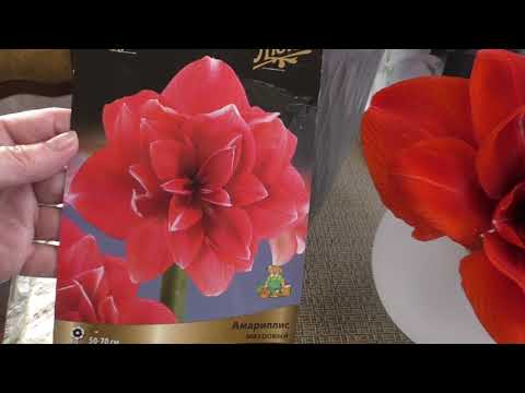 Видео: Гиппеаструм Дабл Дрим. Магазинное цветение. Нежное красивое цветение