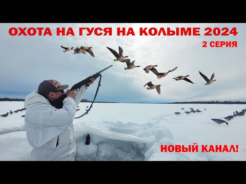 Видео: ОХОТА НА ГУСЯ НА КОЛЫМЕ 2024. 2 ЧАСТЬ. GOOSE HUNTING IN SIBERIA 2024. YAKUTIA