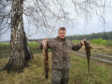 Видео: Есть налим/налим на закидушки/ Май 2020