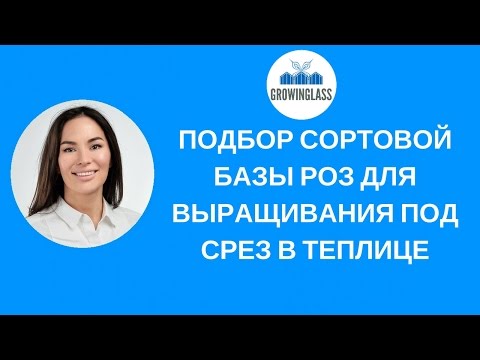 Видео: Производство розы под срез в условиях закрытого грунта
