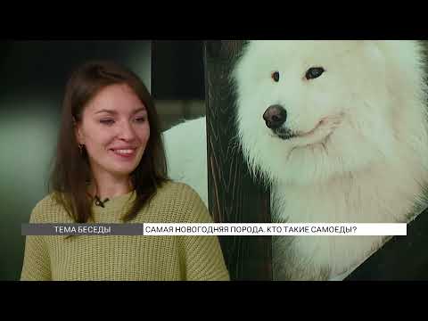Видео: Самоеды  как содержать самую новогоднюю породу собак