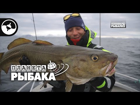 Видео: Зачетная треска. Зимняя рыбалка. Норвегия | Планета рыбака