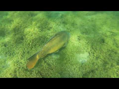 Видео: 😱 Эти карпы 🐟прячутся на обычном пляже( подводный поиск) #underwater search 