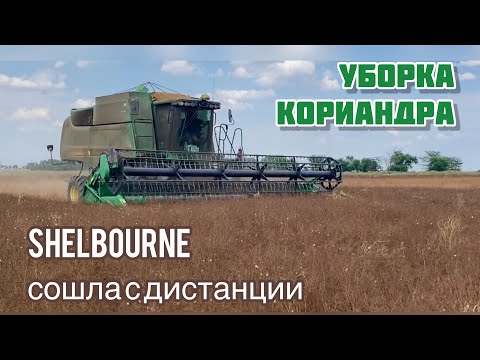 Видео: Уборка кориандра разными жатками