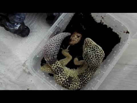 Видео: Распаковка ПЯТНИСТОГО ЭУБЛЕФАРА / Детё вернулось домой